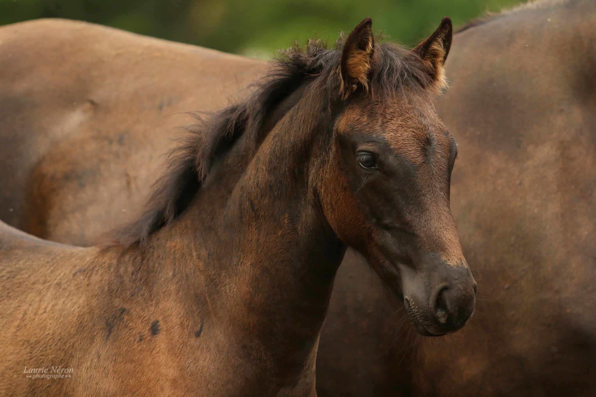 poulain canadien à vendre