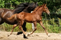 pouliche canadienne à vendre