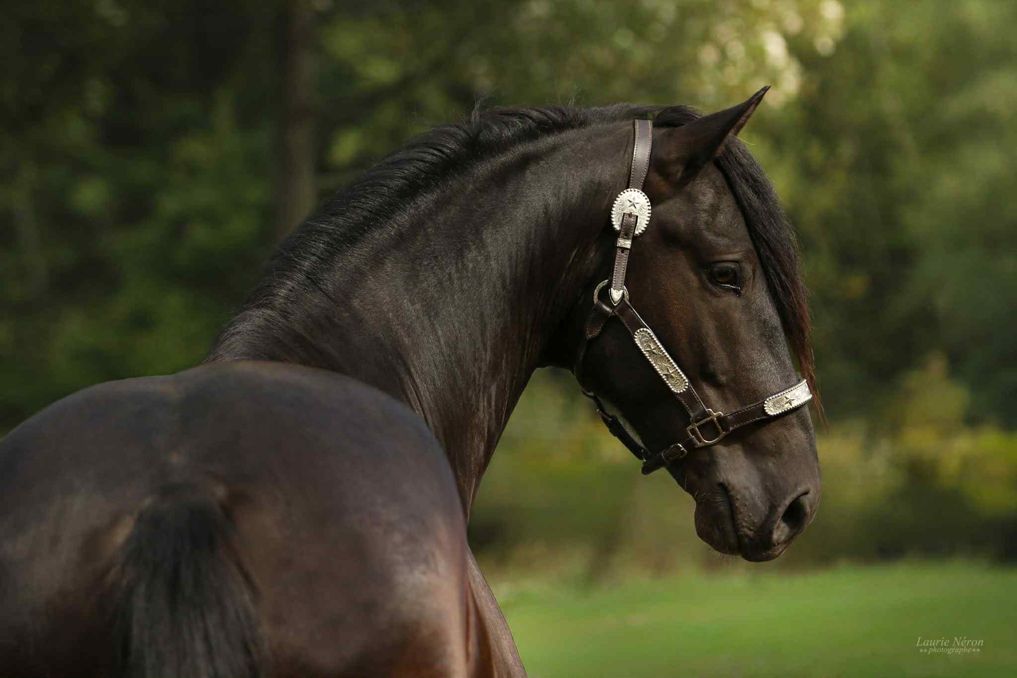 poulain canadien à vendre