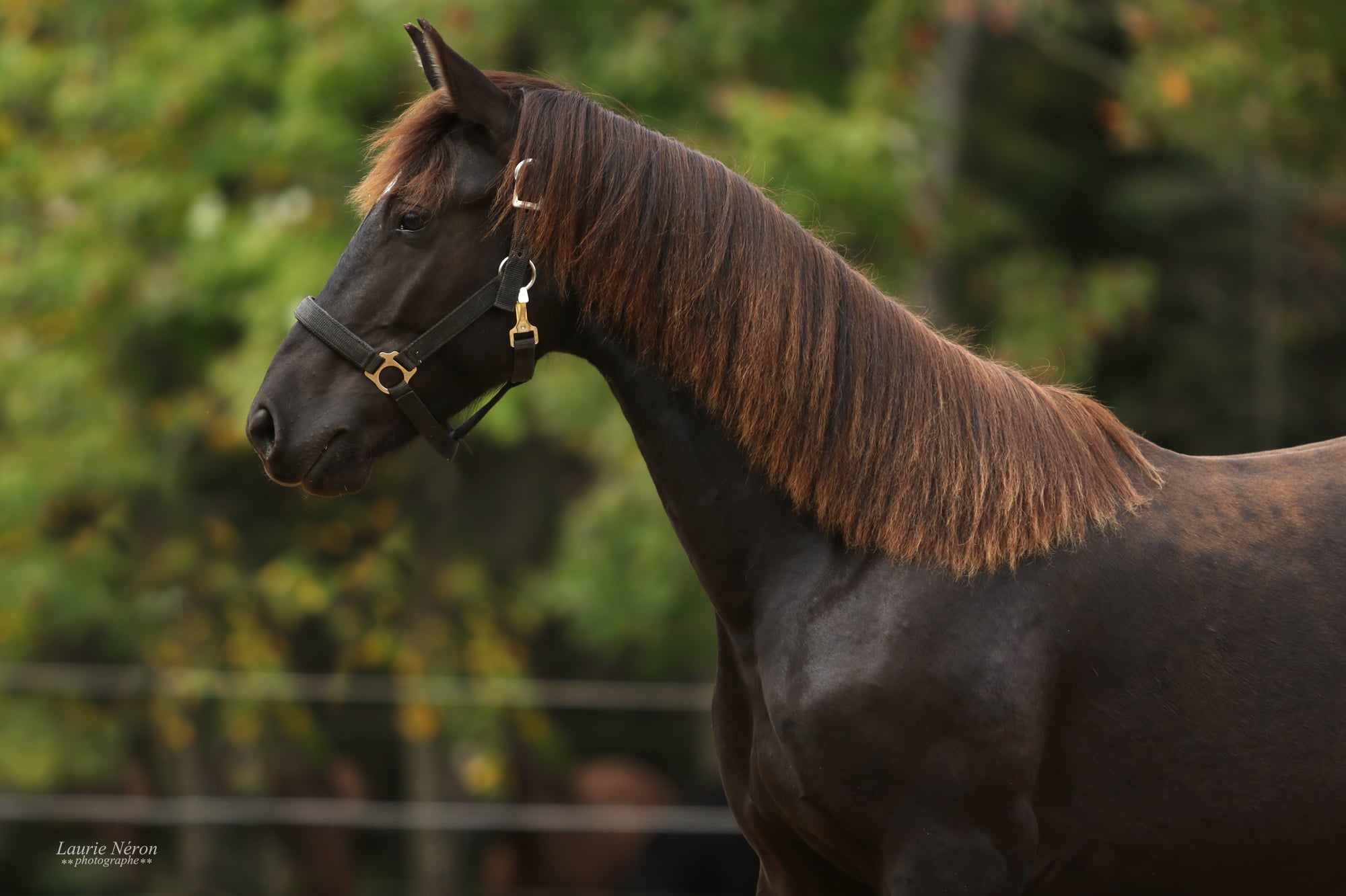 poulain canadien à vendre