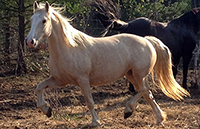 Joly Patrimoine Widia, jument Canadienne palomino