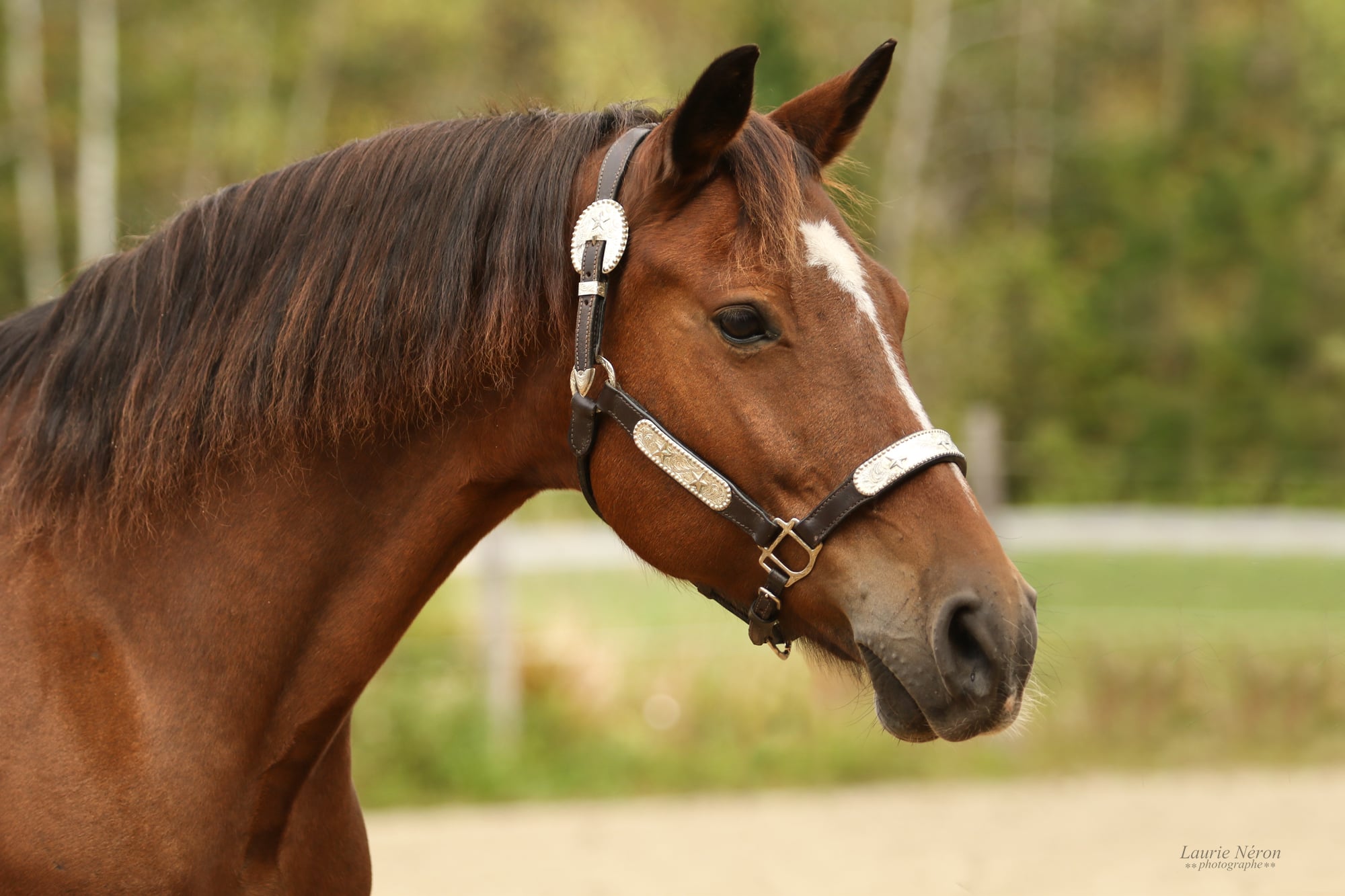 Litjens Rubi Yza, jument Canadienne