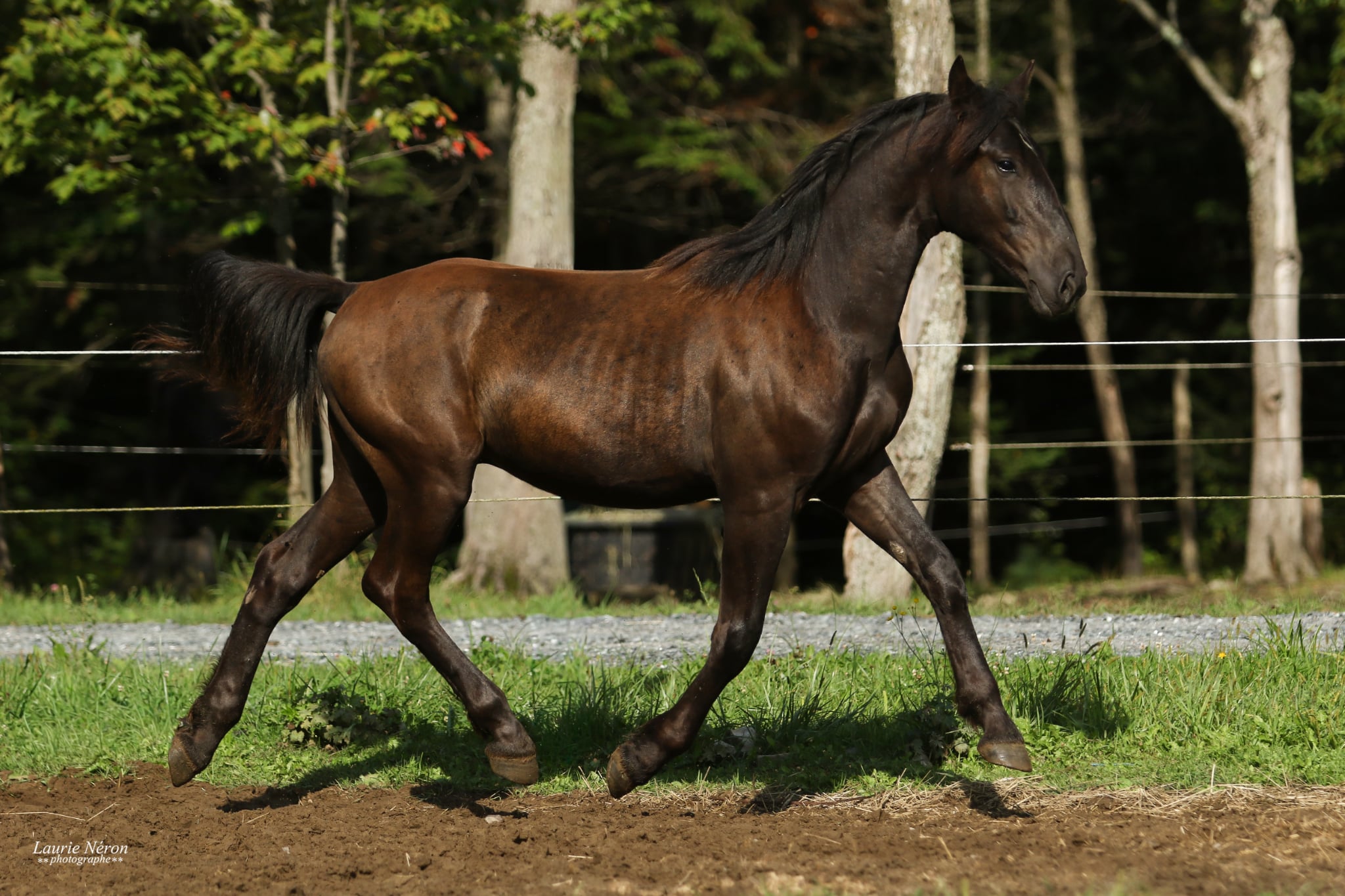 poulain canadien à vendre